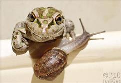 Frog and Snail